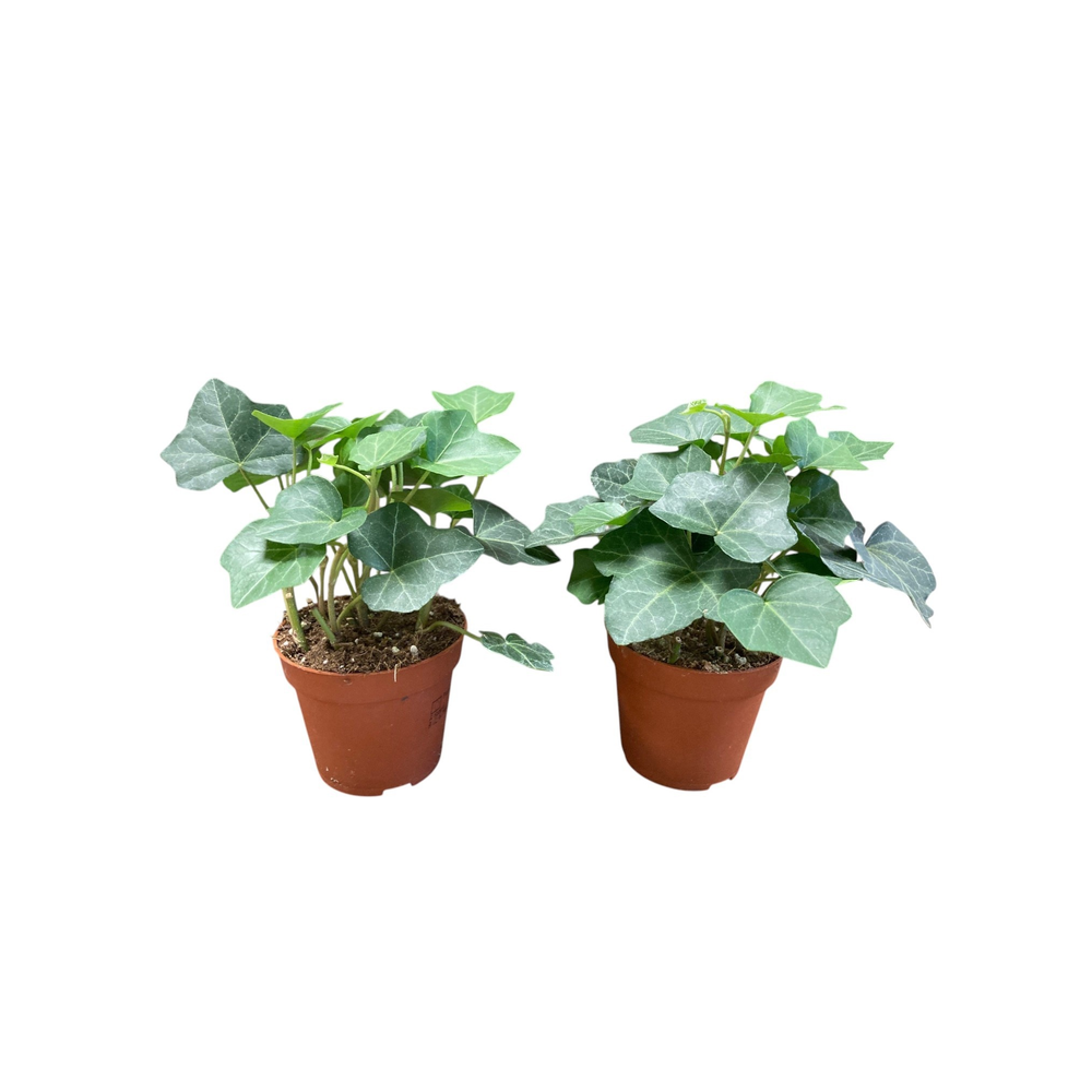 Hedera Hibernica.