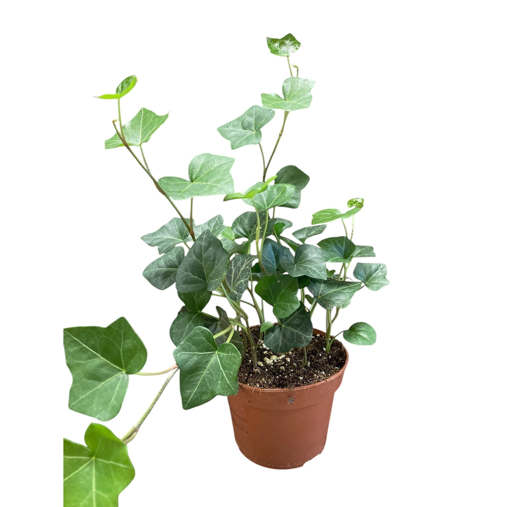 Hedera Hibernica.