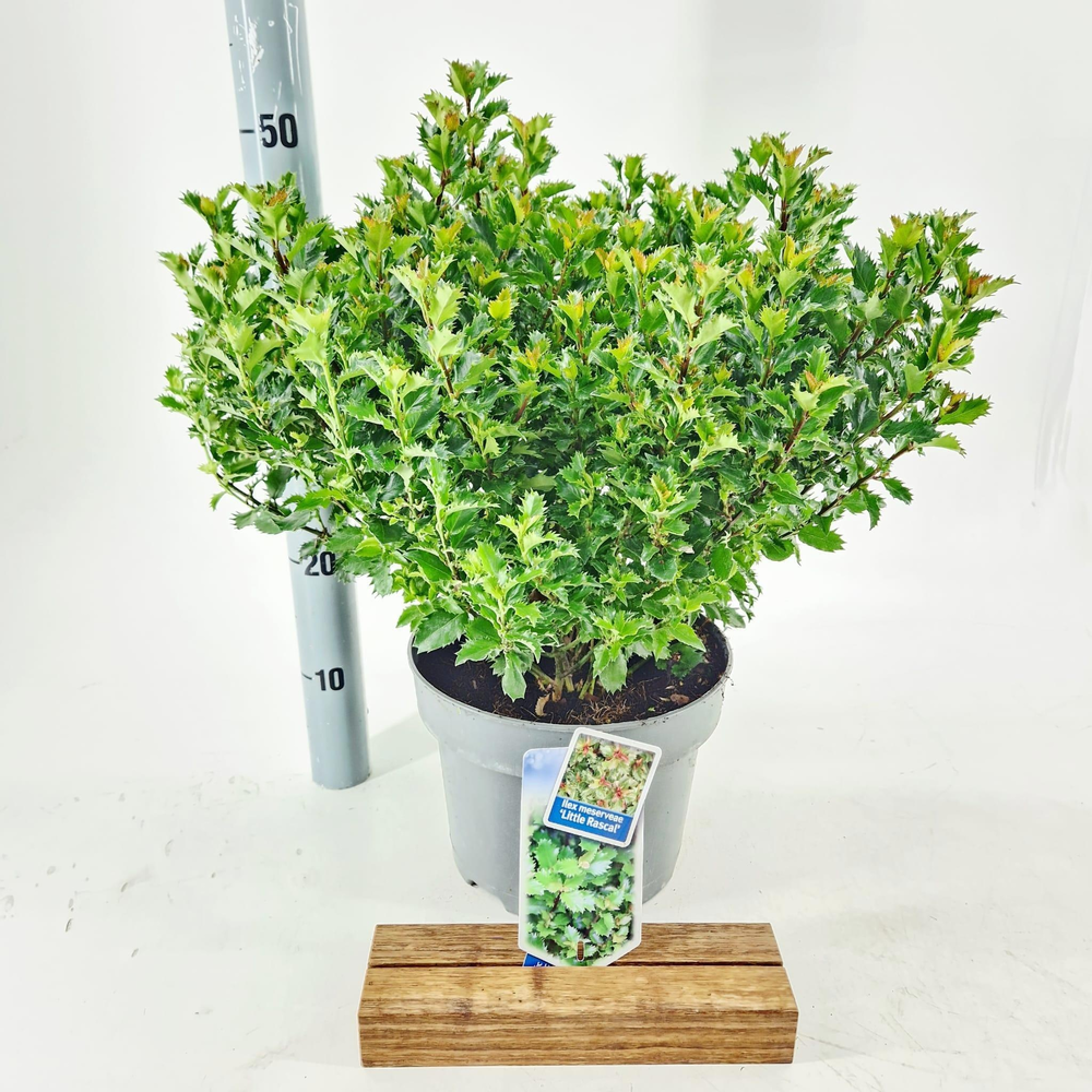 Ilex meserveae 'Little Rascal'.