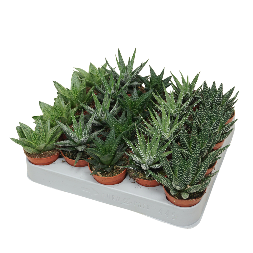 Aloë/Haworthia mix 5,5 cm.