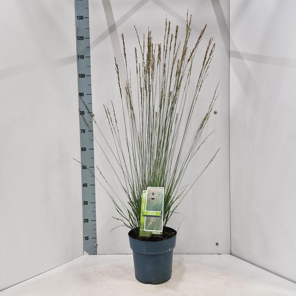 Molinia caerulea 'Heidebraut'.