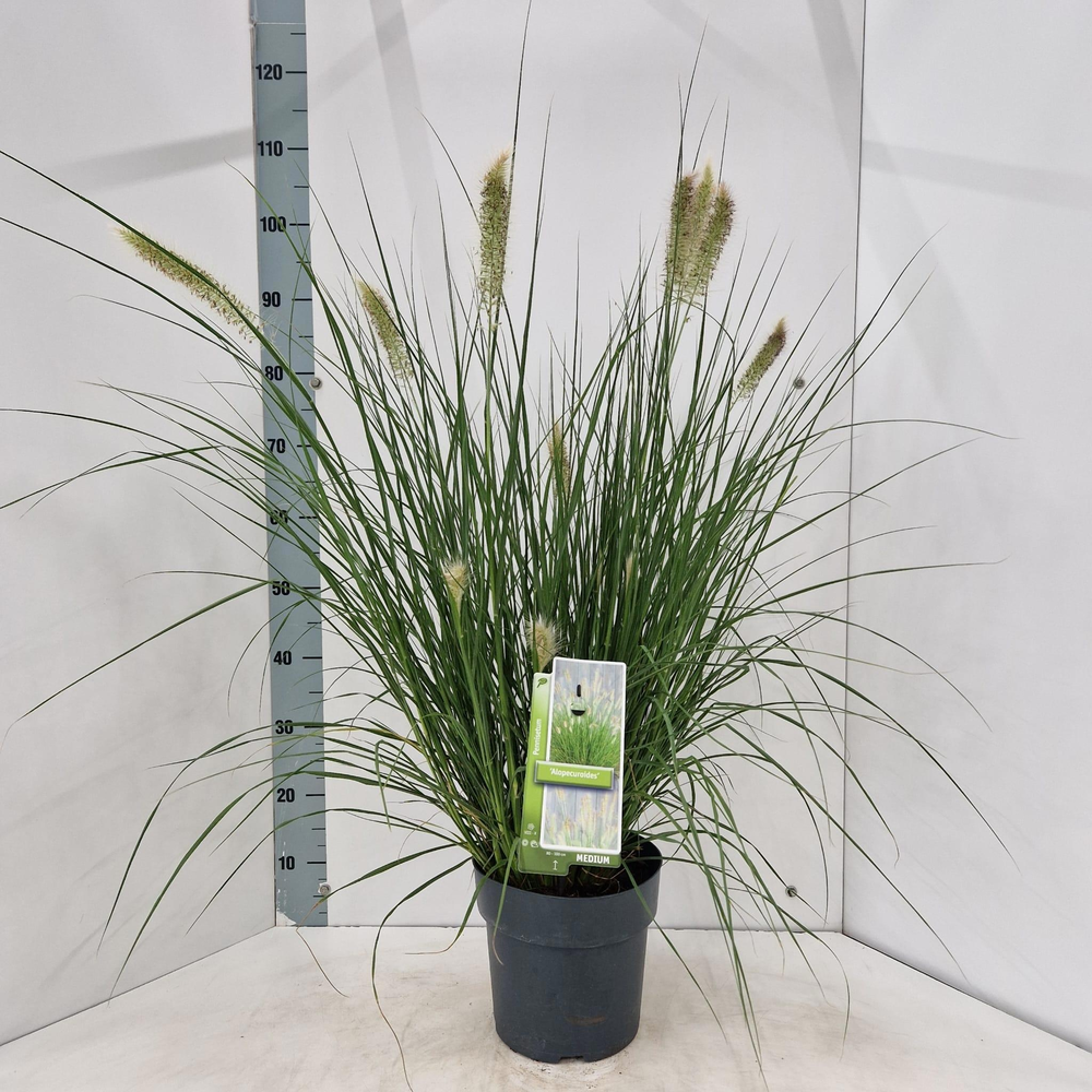 Pennisetum alopecuroides.