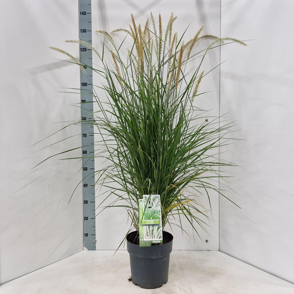 Pennisetum orientale 'Fairy Tails'.