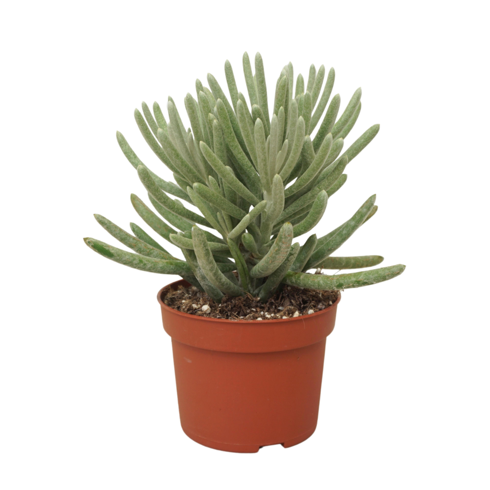 Senecio scaposus 10,5 cm..