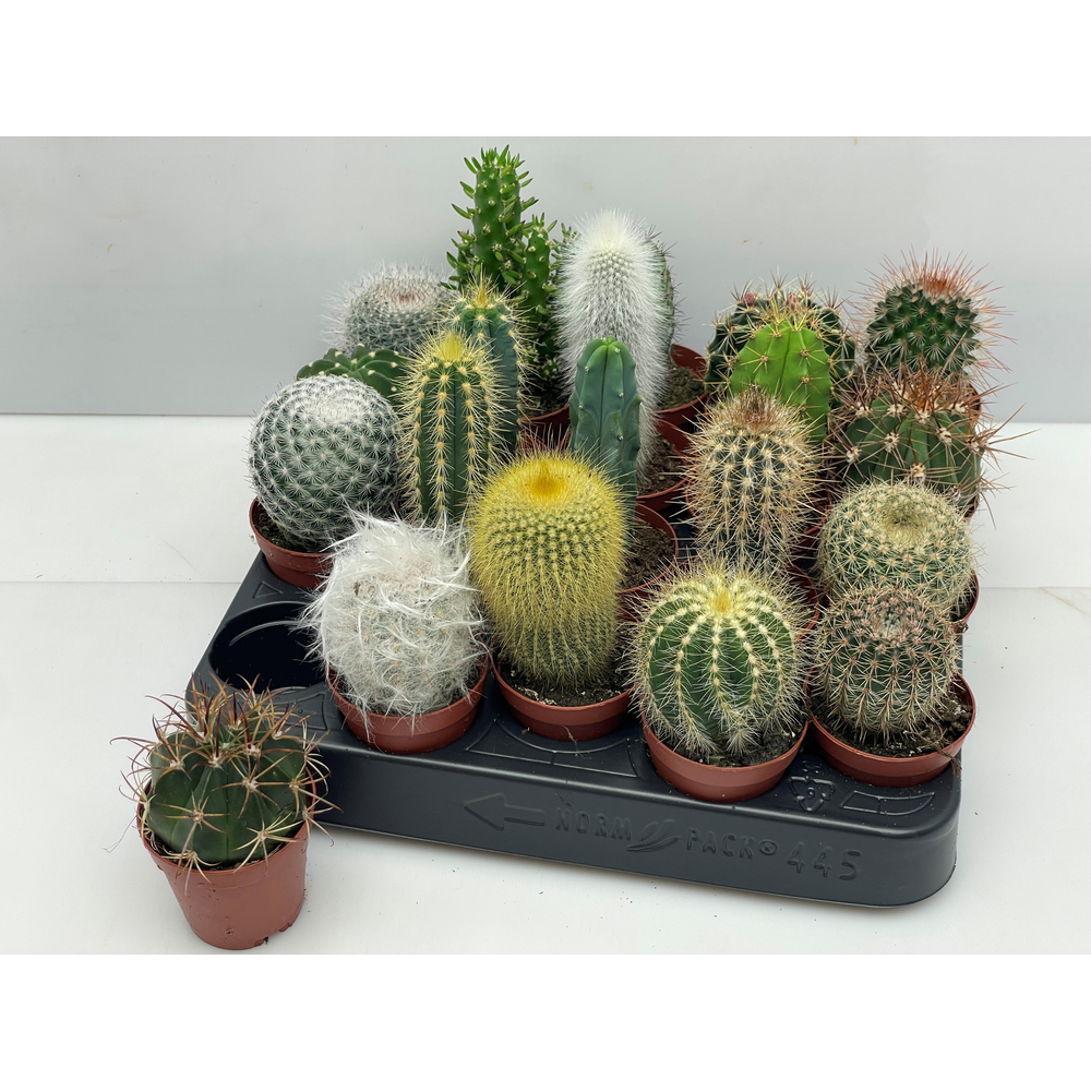 100 Cactus mix 5,5 cm.