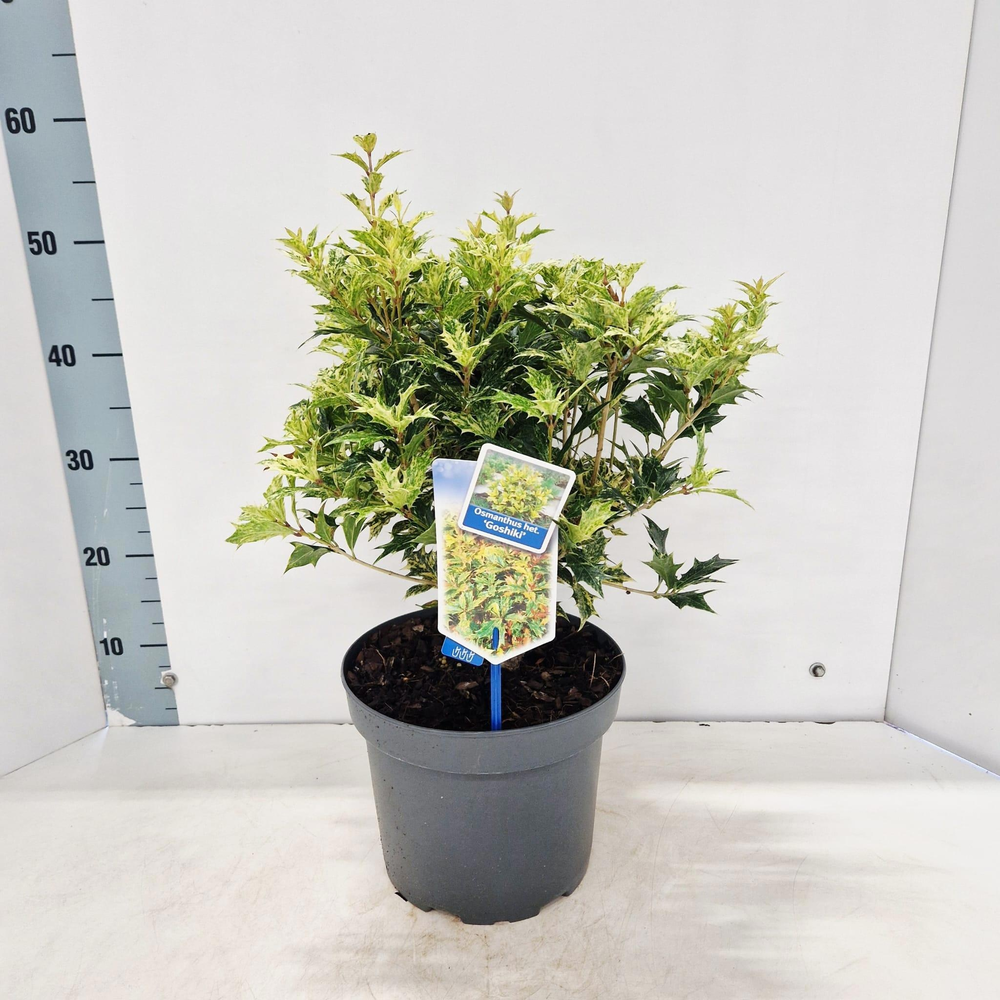 Osmanthus het. ‘Goshiki’.