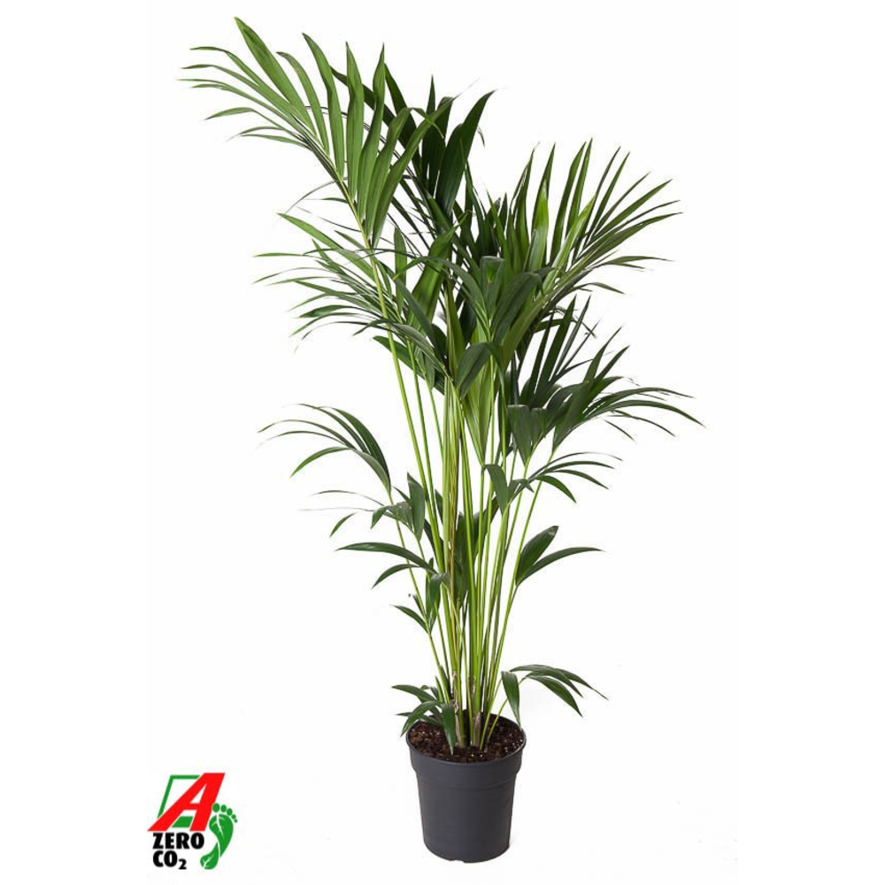 Howea Forsteriana(kentia) P24-150.