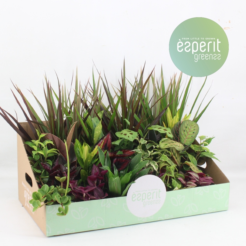 Groenmix Greenss 20-24 srt.