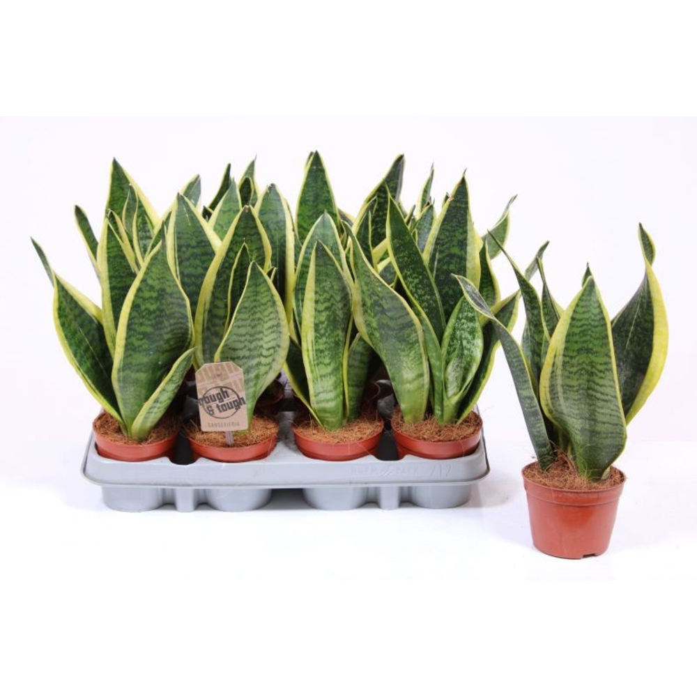 Sansevieria Superba.
