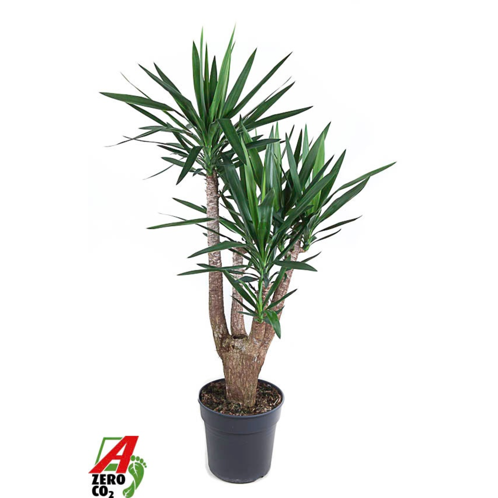 Yucca vertakt 4-arm P31.