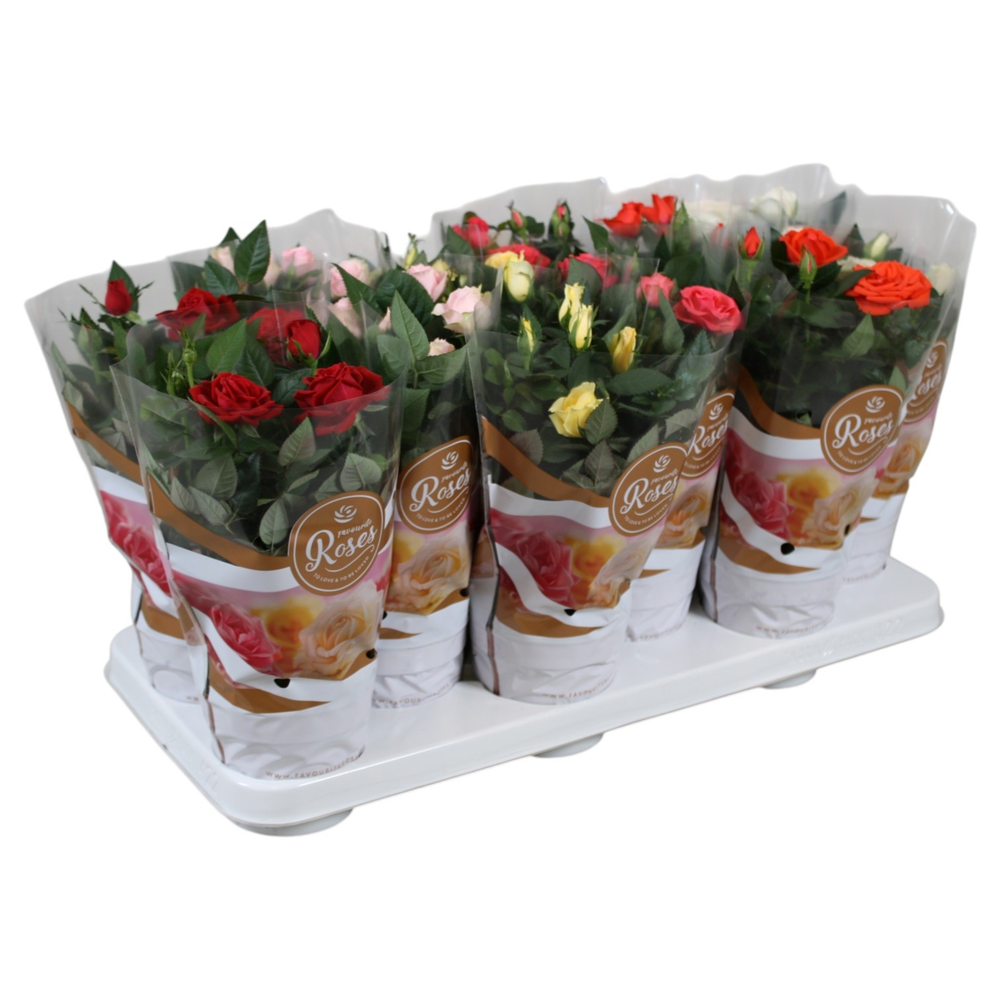 Rosa Favourite Roses gemengd in tray.