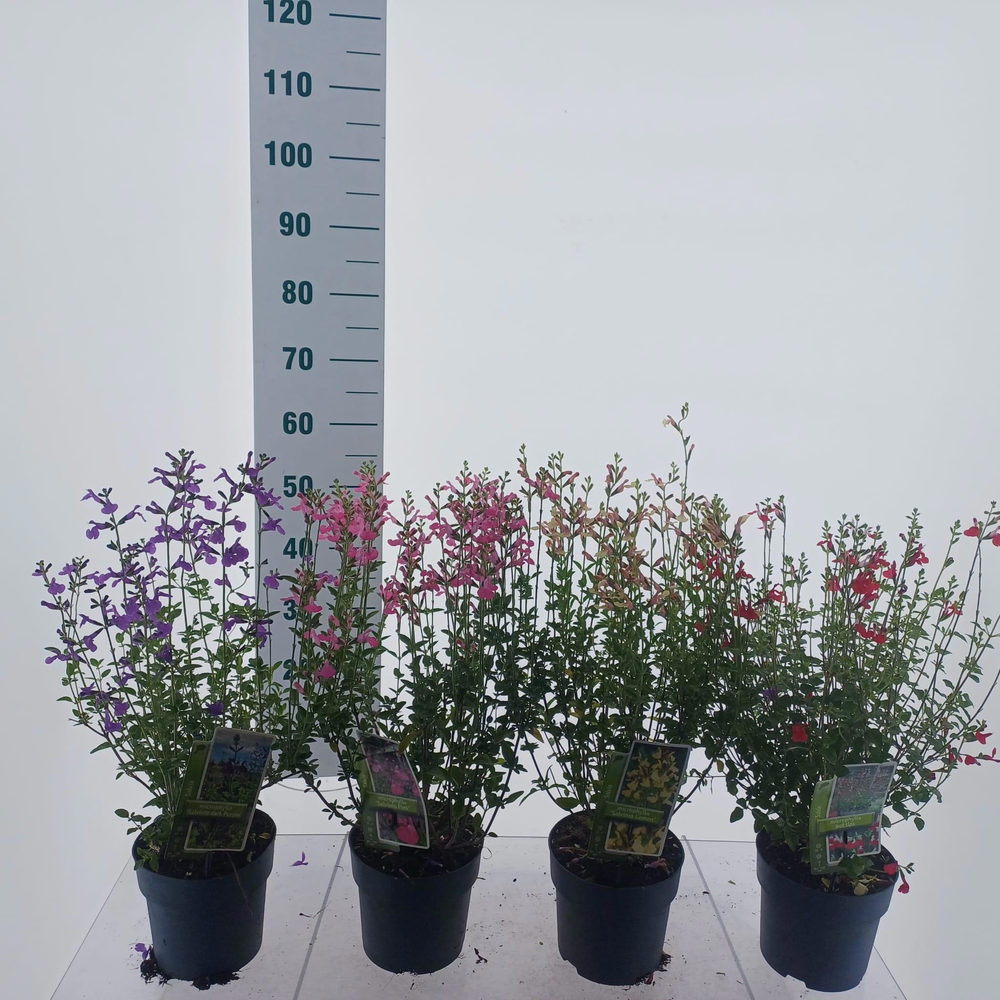 Salvia microphylla mix (minimum order one layer).