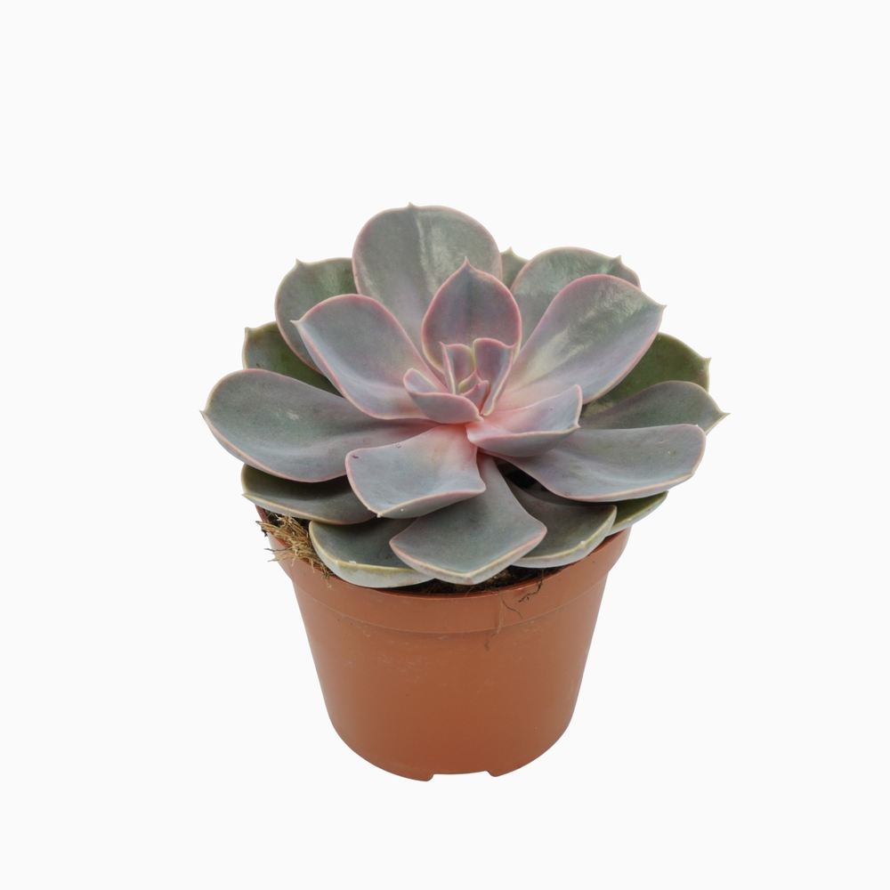 Echeveria pearl van neurenberg 8,5 cm.