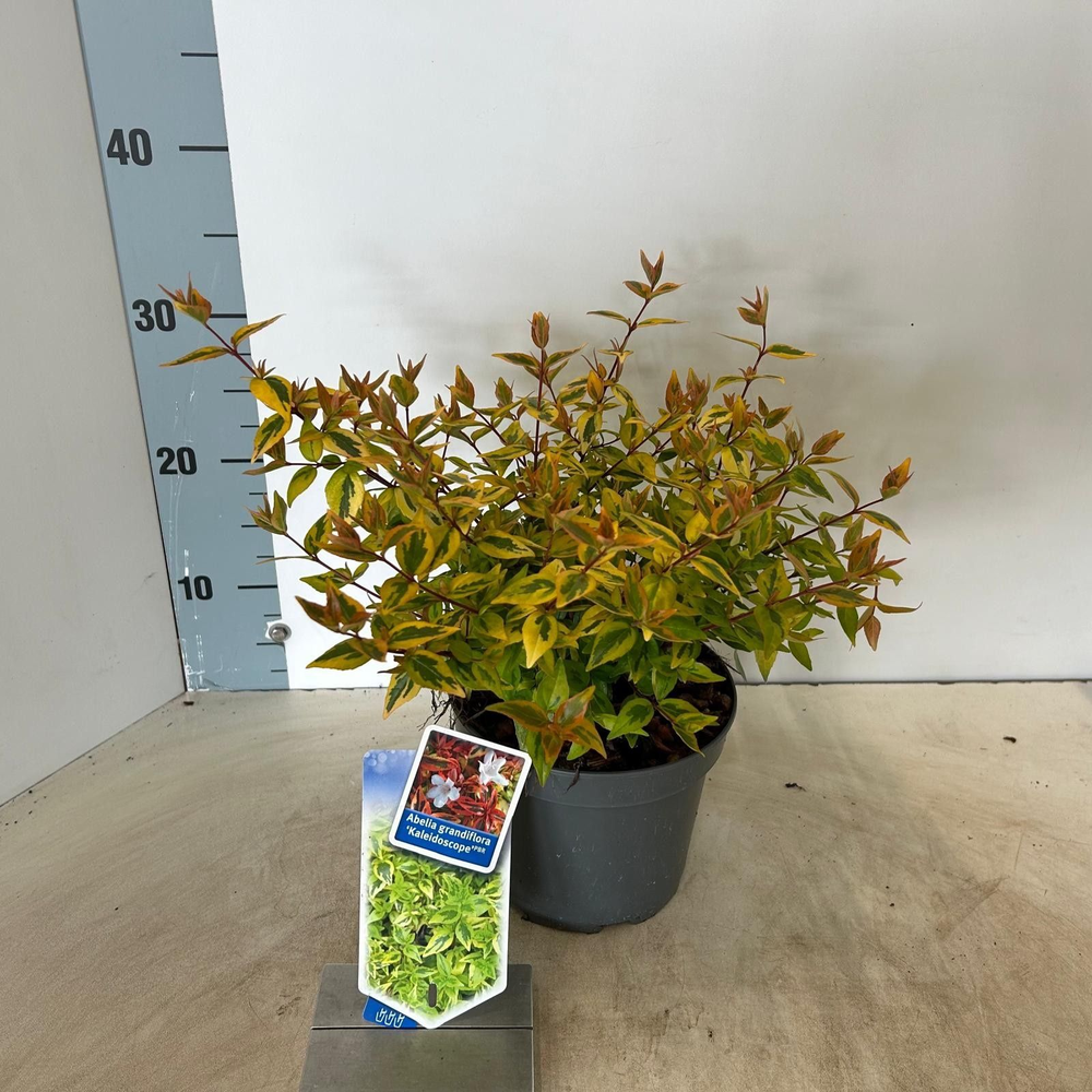 Abelia 'Kaleidoscope’ PBR.