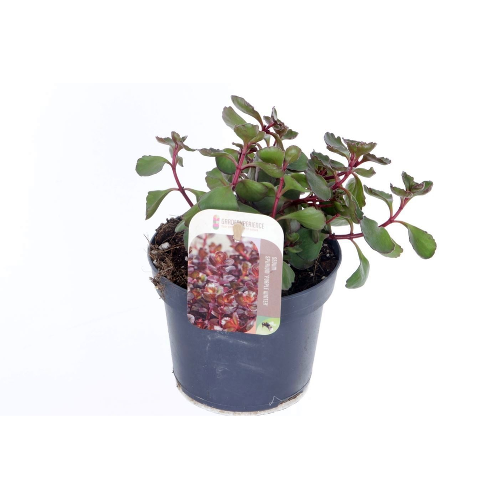 Sedum spurium Purple winter.