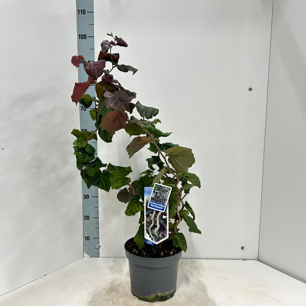 Corylus avellana 'Red Majestic' (gestokt).