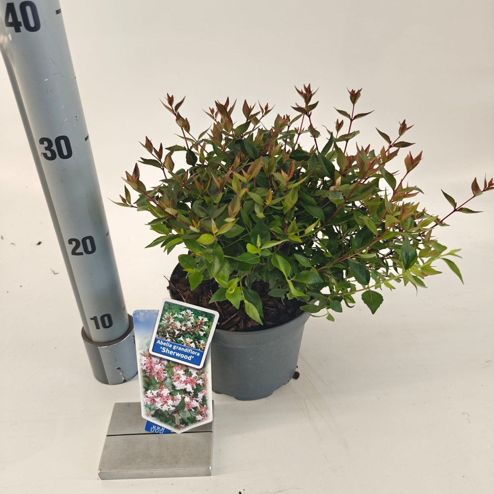 Abelia grandiflora 'Sherwood'.