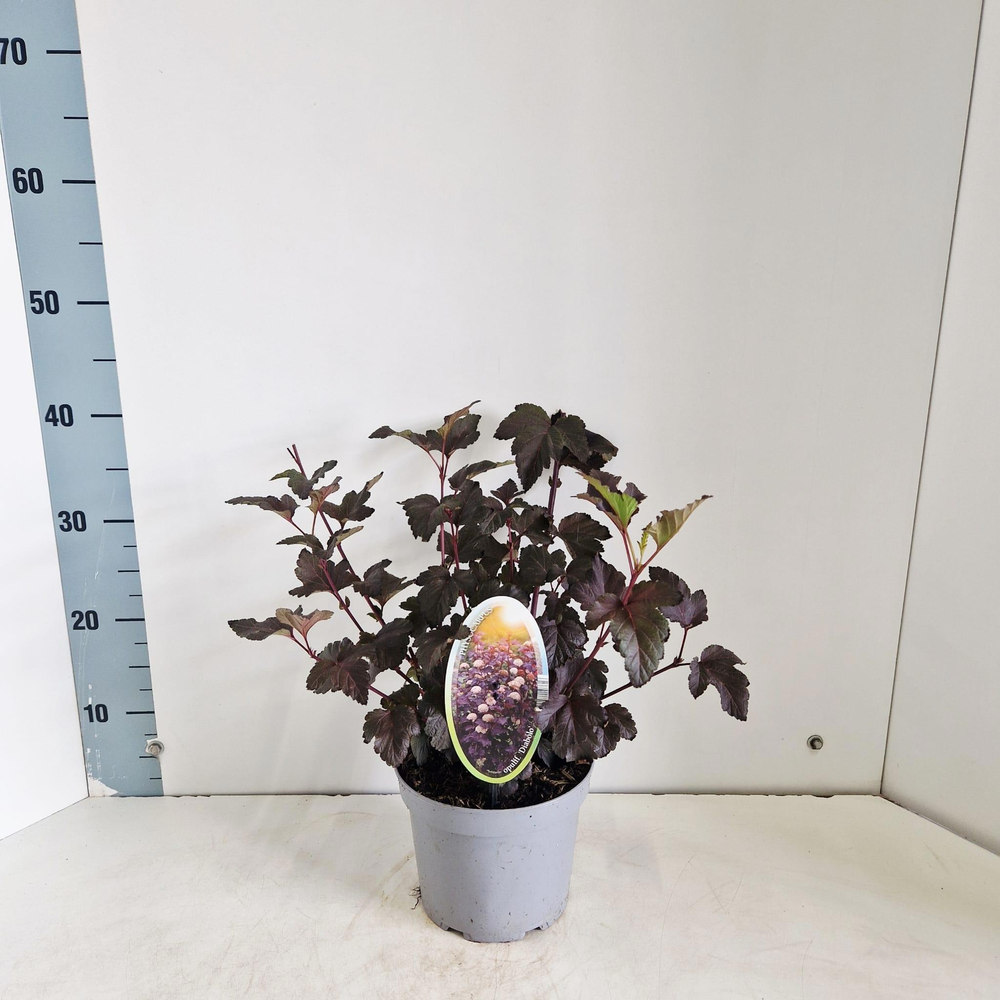 Physocarpus opulifolius 'Diabolo' PBR.