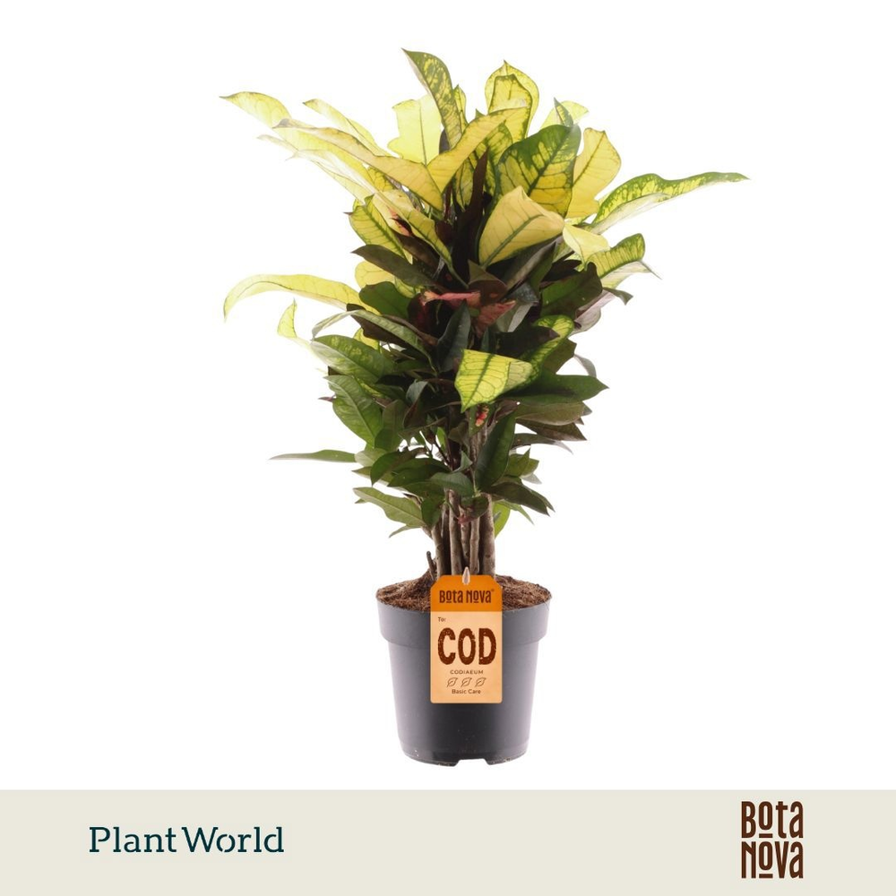 Croton Wilma vertakt.