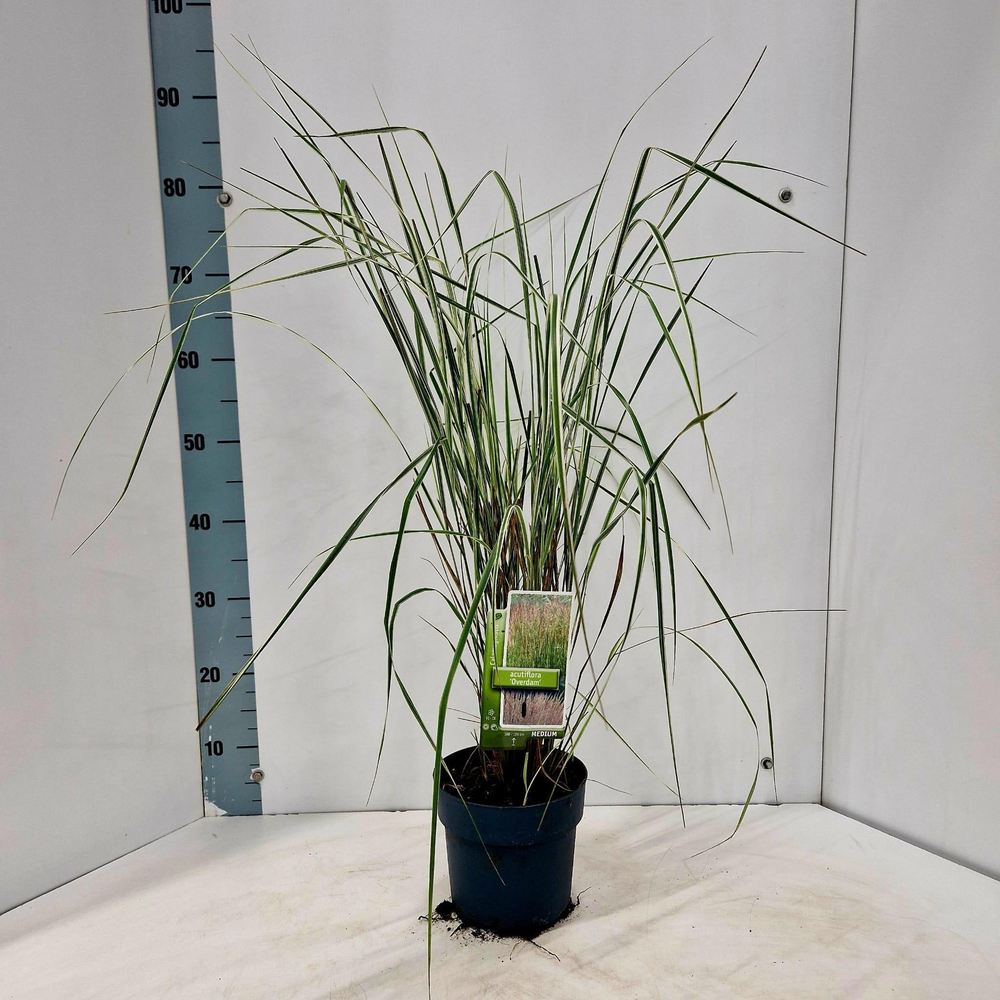Calamagrostis acutiflora 'Overdam'.