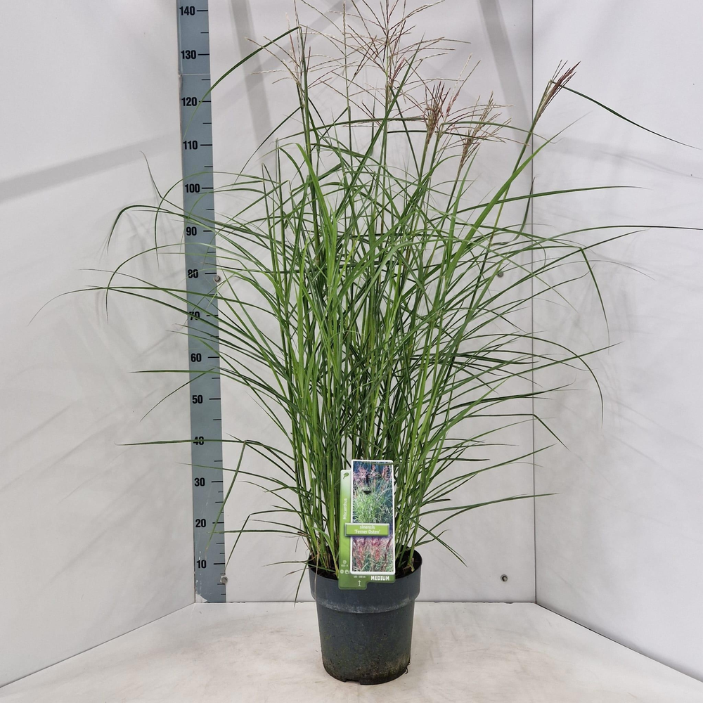 Miscanthus sin. 'Ferner Osten'.