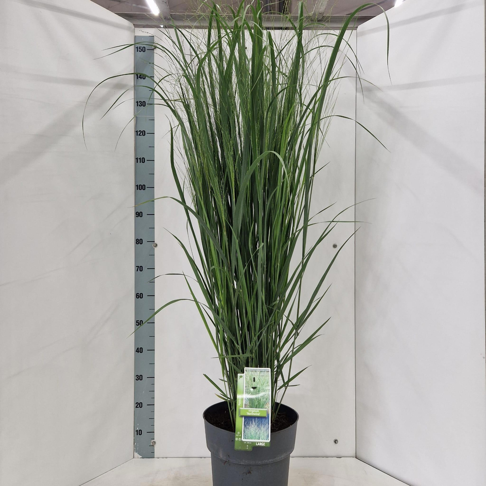 Panicum virgatum 'Northwind'.