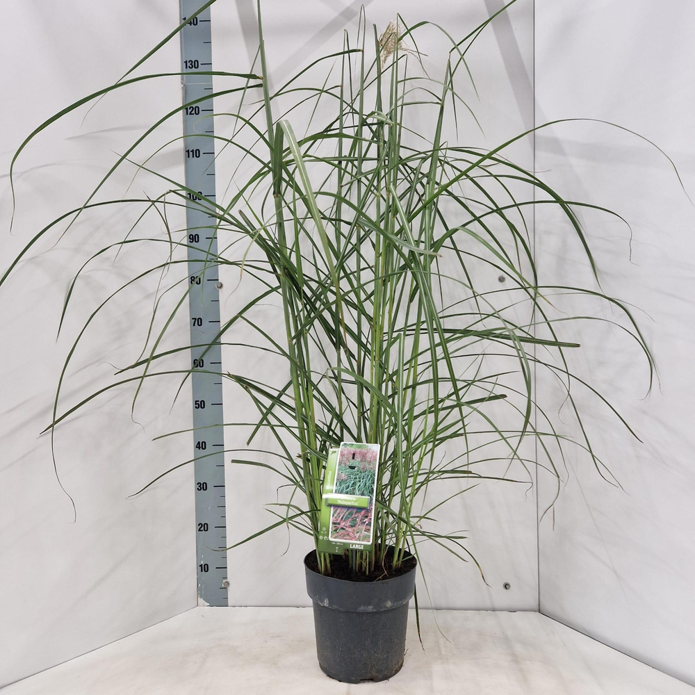 Miscanthus sin. 'Malepartus'.