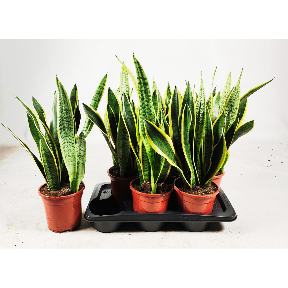 Sansevieria trifasciata 'Laurentii' 60cm.