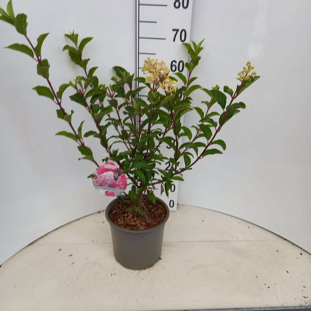 Hydrangea pan. Vanille-Fraise® ('Renhy'PBR).