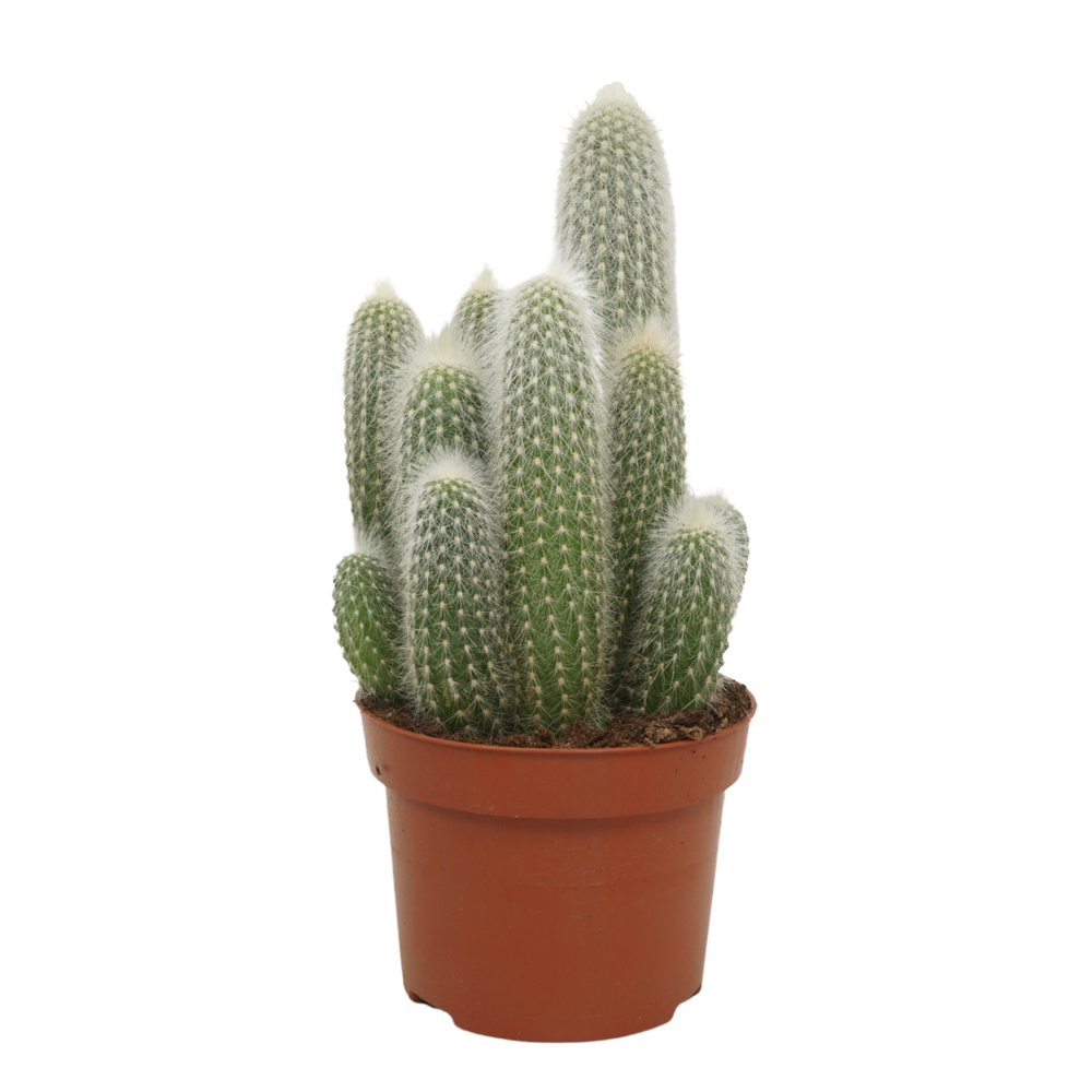 Cleistocactus strausii 10,5 cm.