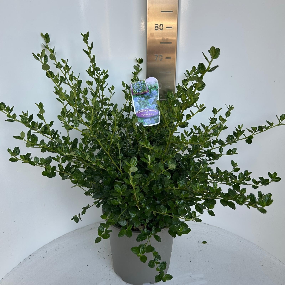 Ceanothus griseus 'Yankee Point'.