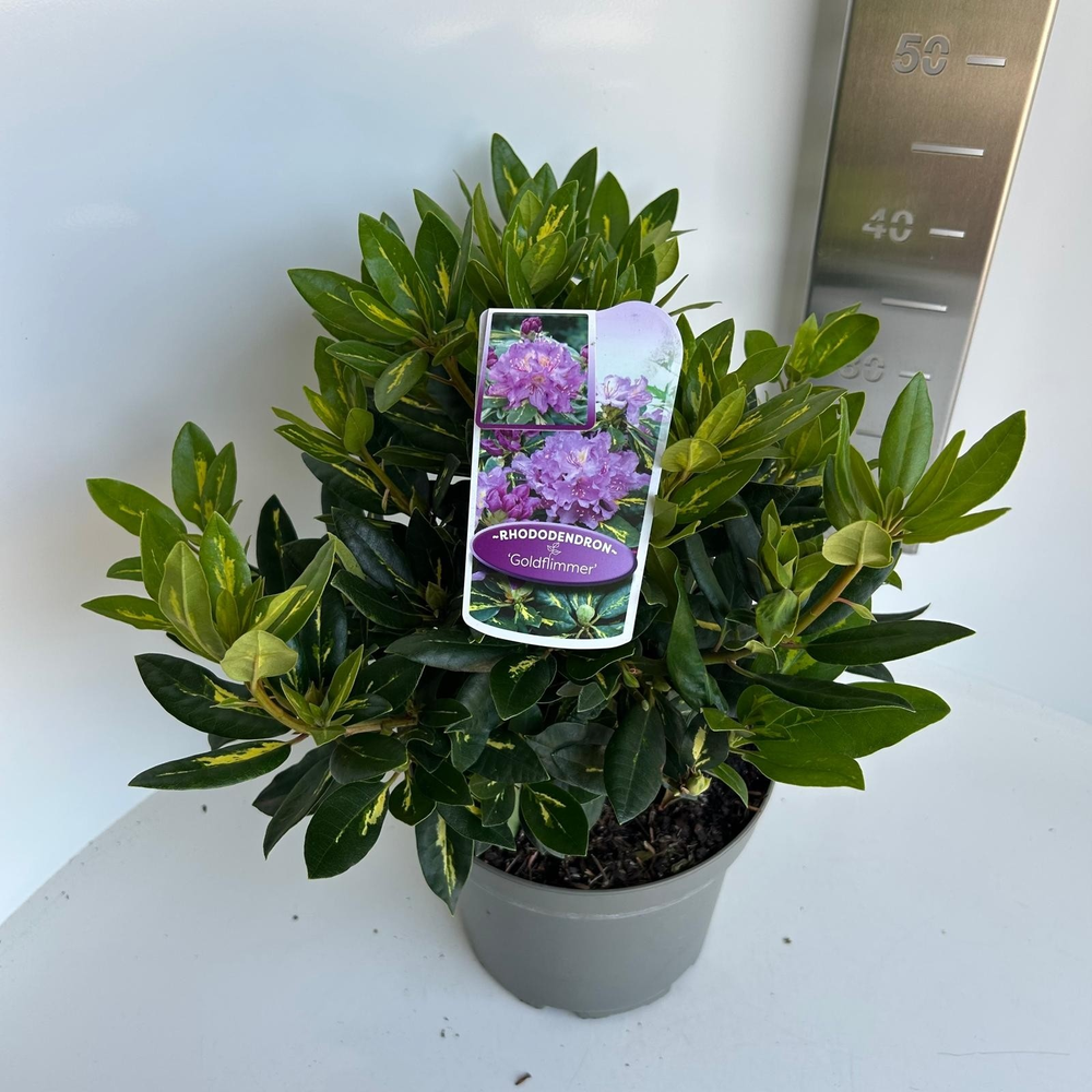 Rhododendron ponticum 'Goldflimmer'.