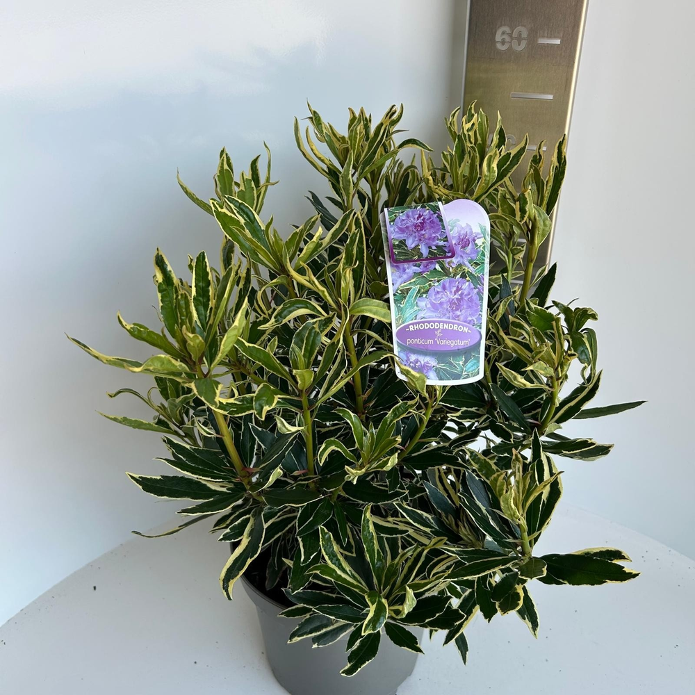 Rhododendron ponticum 'Variegatum'.
