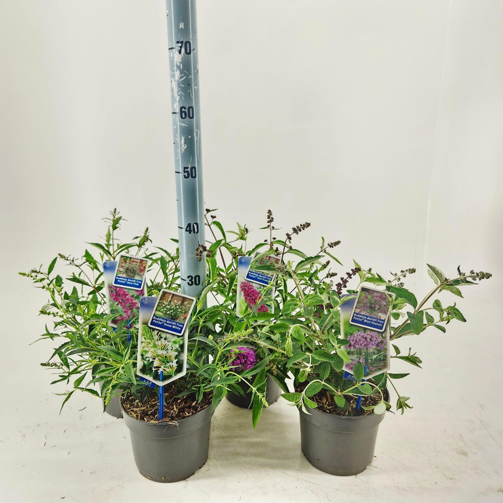 Buddleja (Free petite) mix P17 (minimum order one .