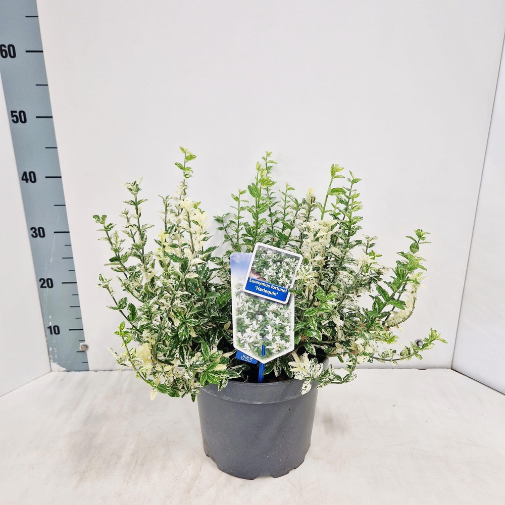 Euonymus fort. 'Harlequin'.