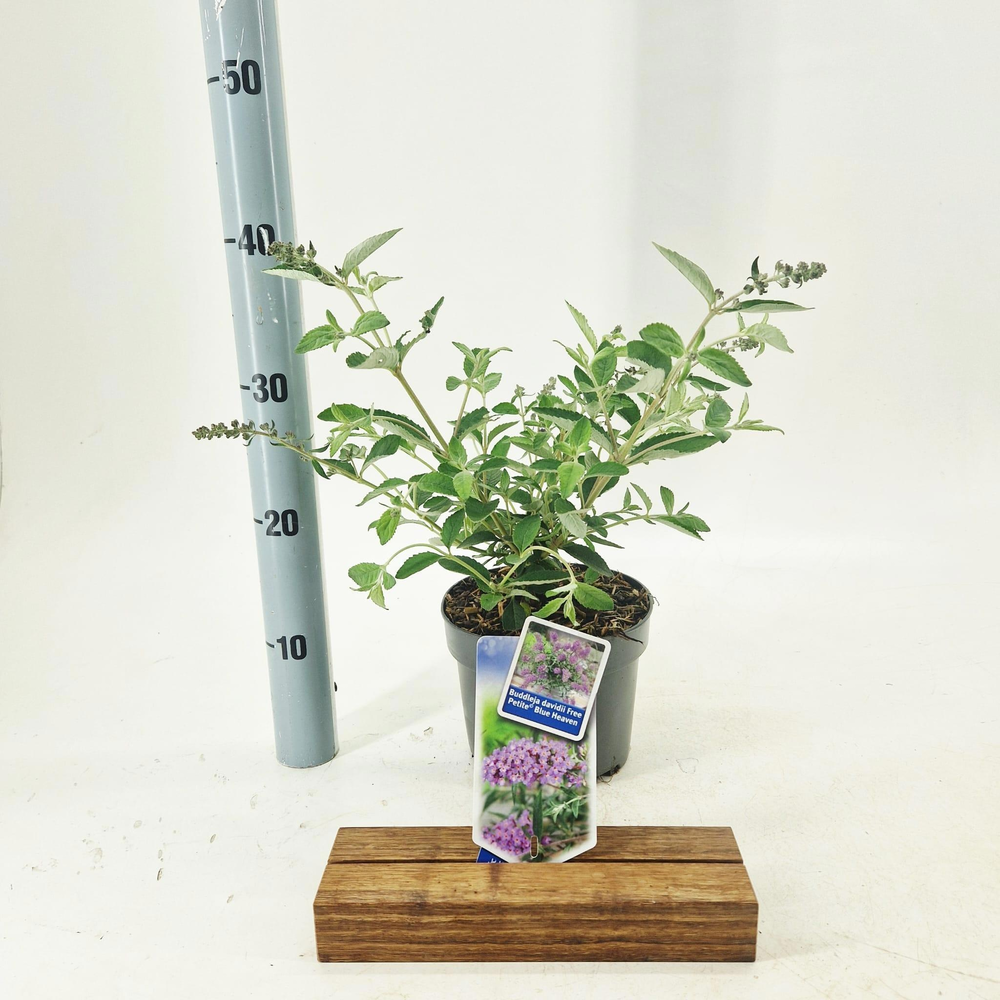 Buddleja dav. Free Petite© Blue Heaven ('Podaras 8.