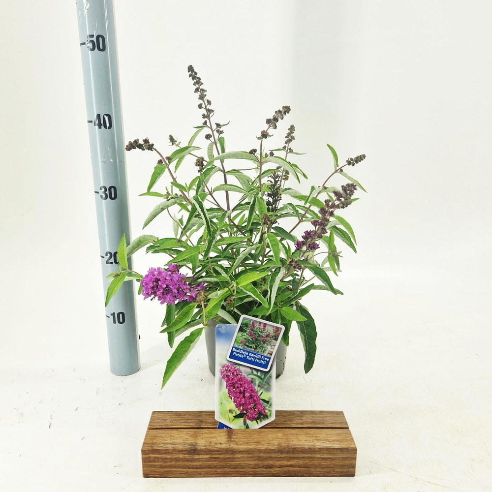 Buddleja dav. Free Petite© Tutti Fruitti ('Podaras.