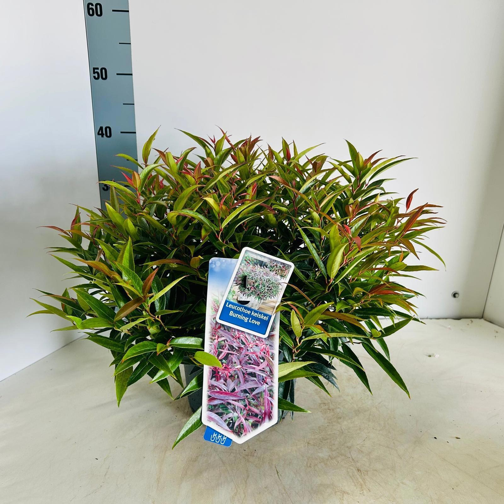 Leucothoë keiskei 'Burning Love'.