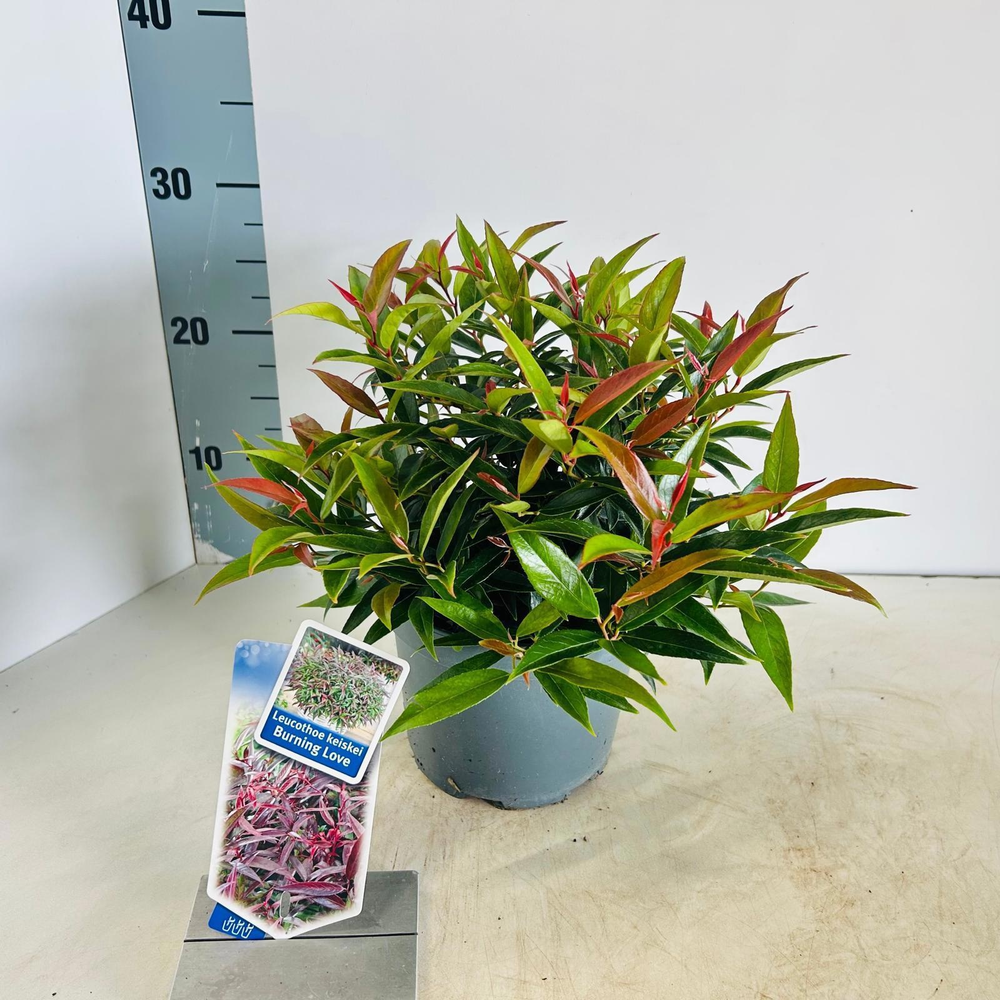 Leucothoë keiskei 'Burning Love'.