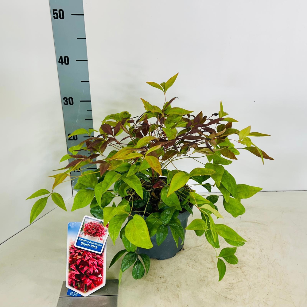 Nandina domestica 'Blush Pink'.
