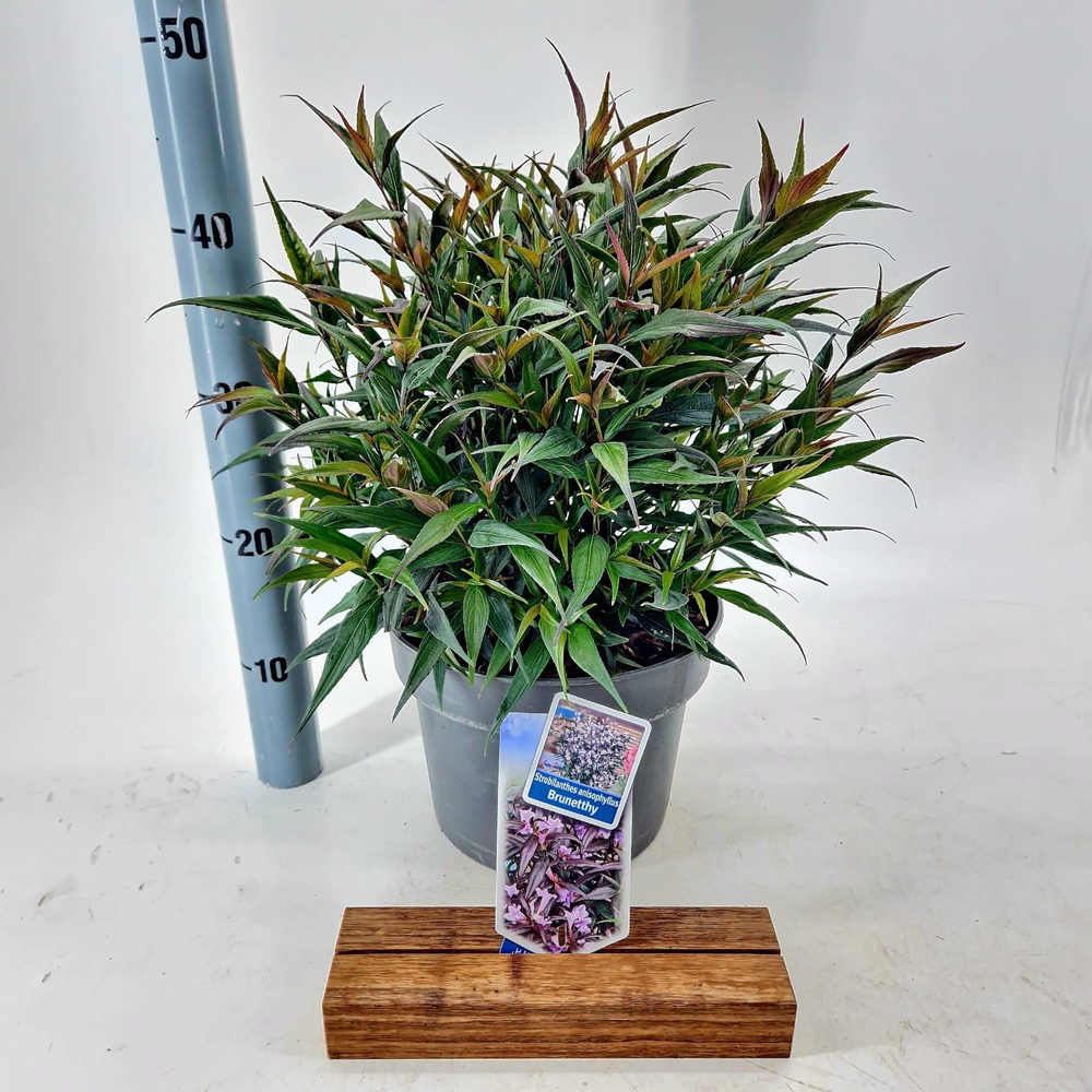 Strobilanthes anisophyllus Brunetthy ('Lankveld15'.