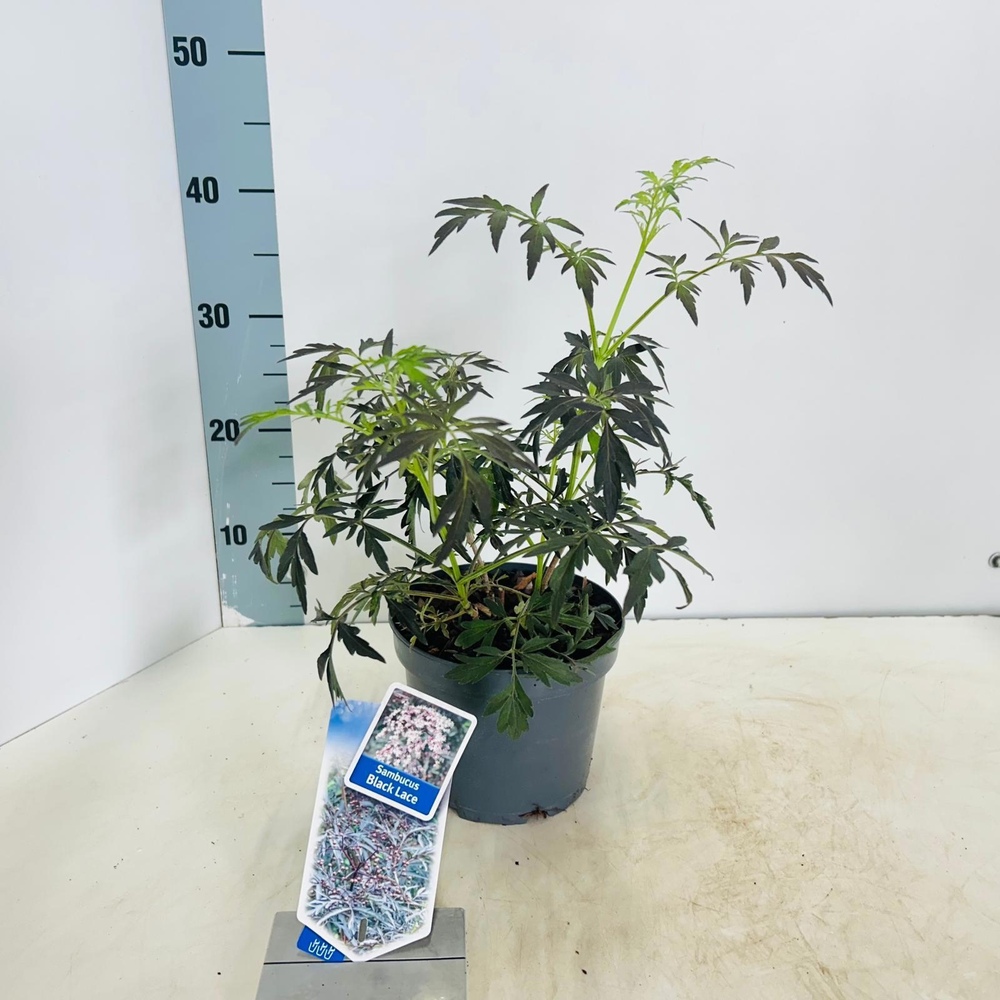 Sambucus nigra Black Lace ('Eva'PBR).