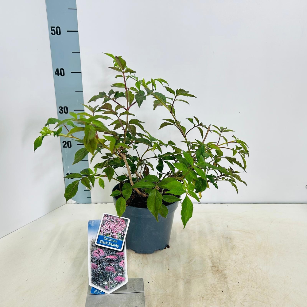 Sambucus nigra Black Beauty ('Gerda'PBR).