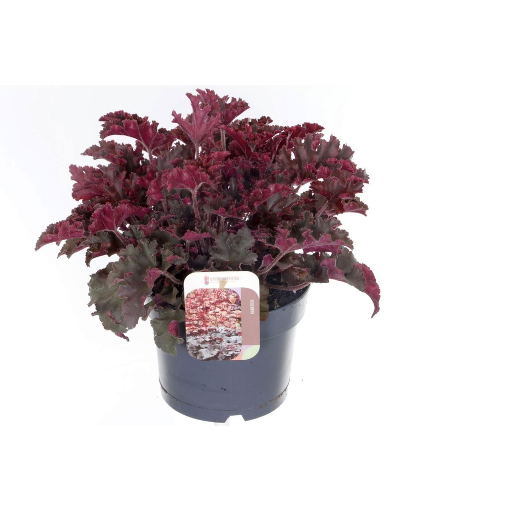 Heuchera Melting Fire.