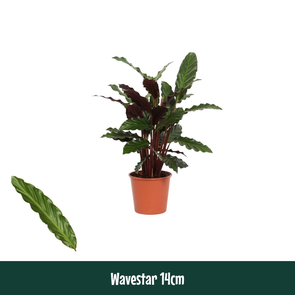 Calathea 14cm Wavestar (Rufibarba).