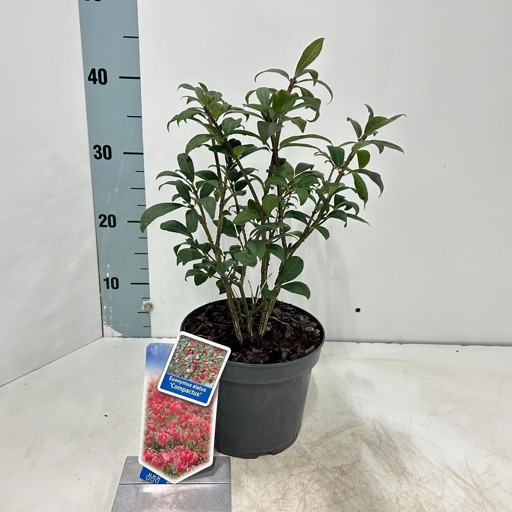 Euonymus alatus 'Compactus'.