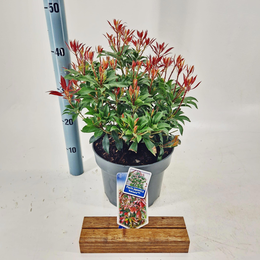 Pieris jap. ‘Katsura’ PBR.