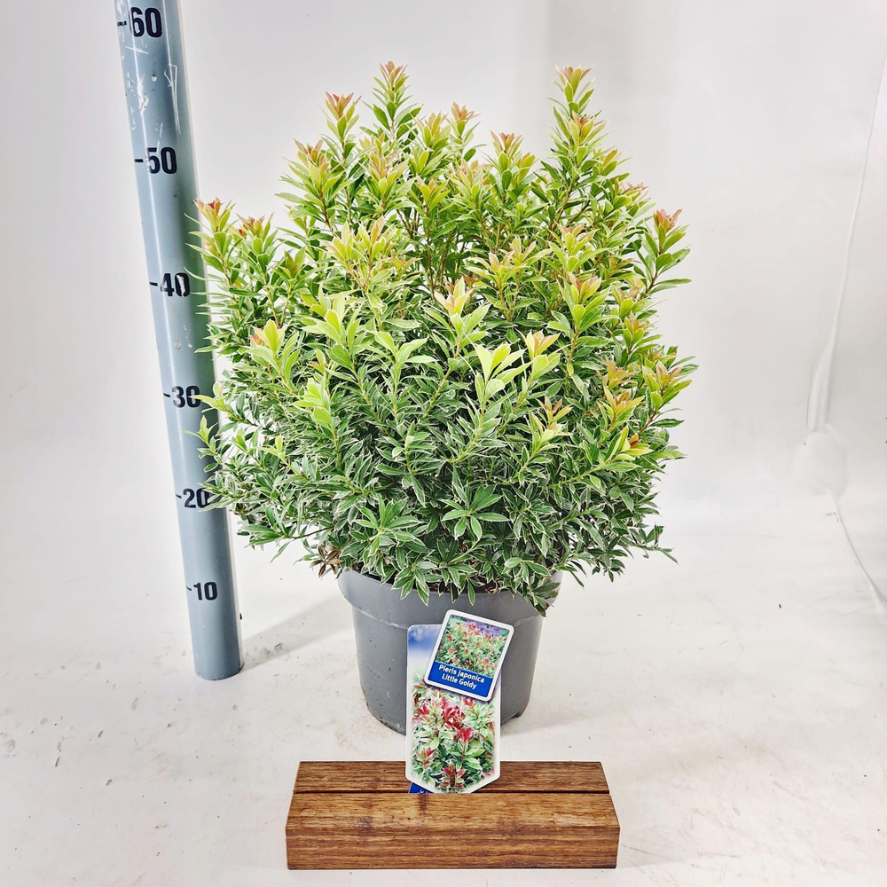 Pieris jap. Little Goldy ('Opstal 65'PBR).
