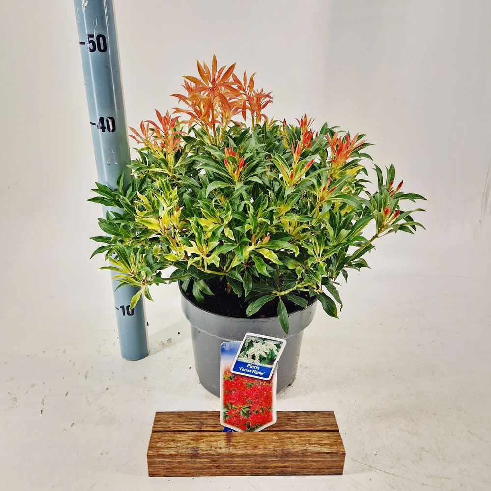 Pieris 'Forest Flame'.