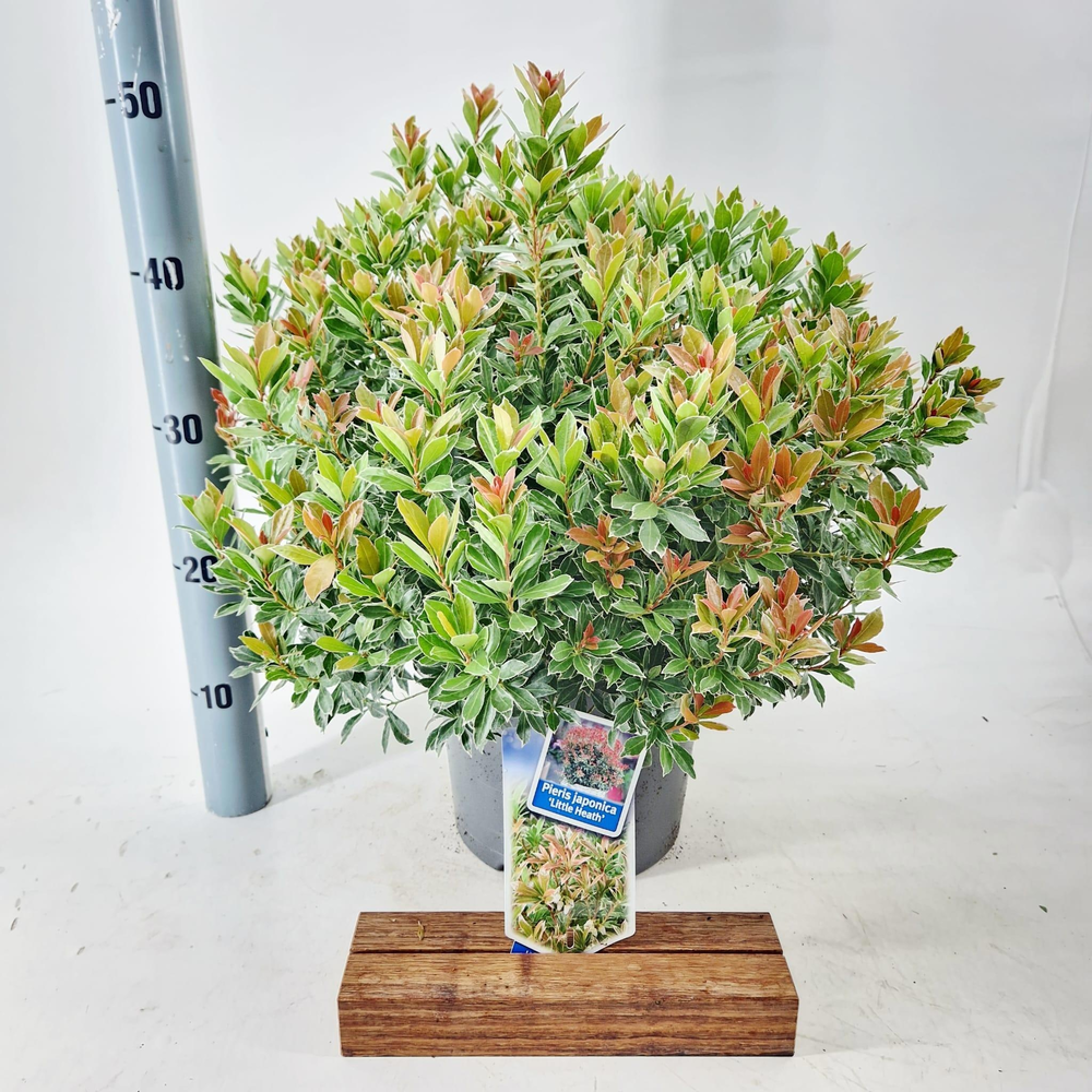Pieris jap. ‘Little Heath’.